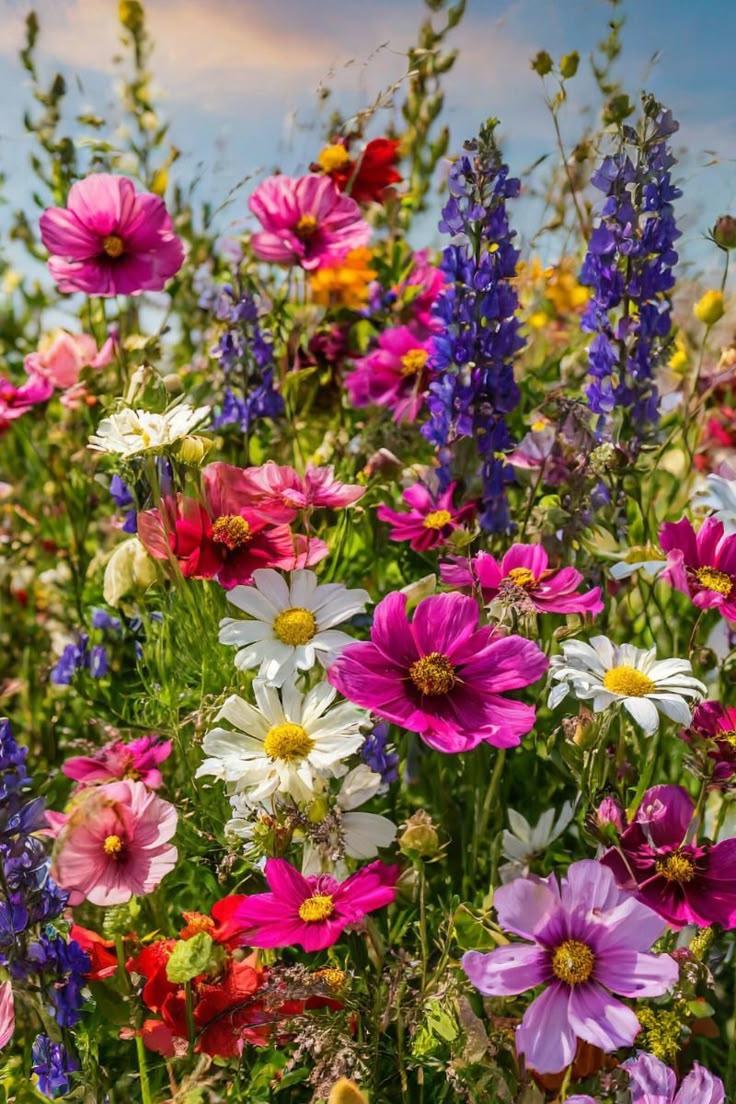 Sunset Serenade Vibrant Petal Array